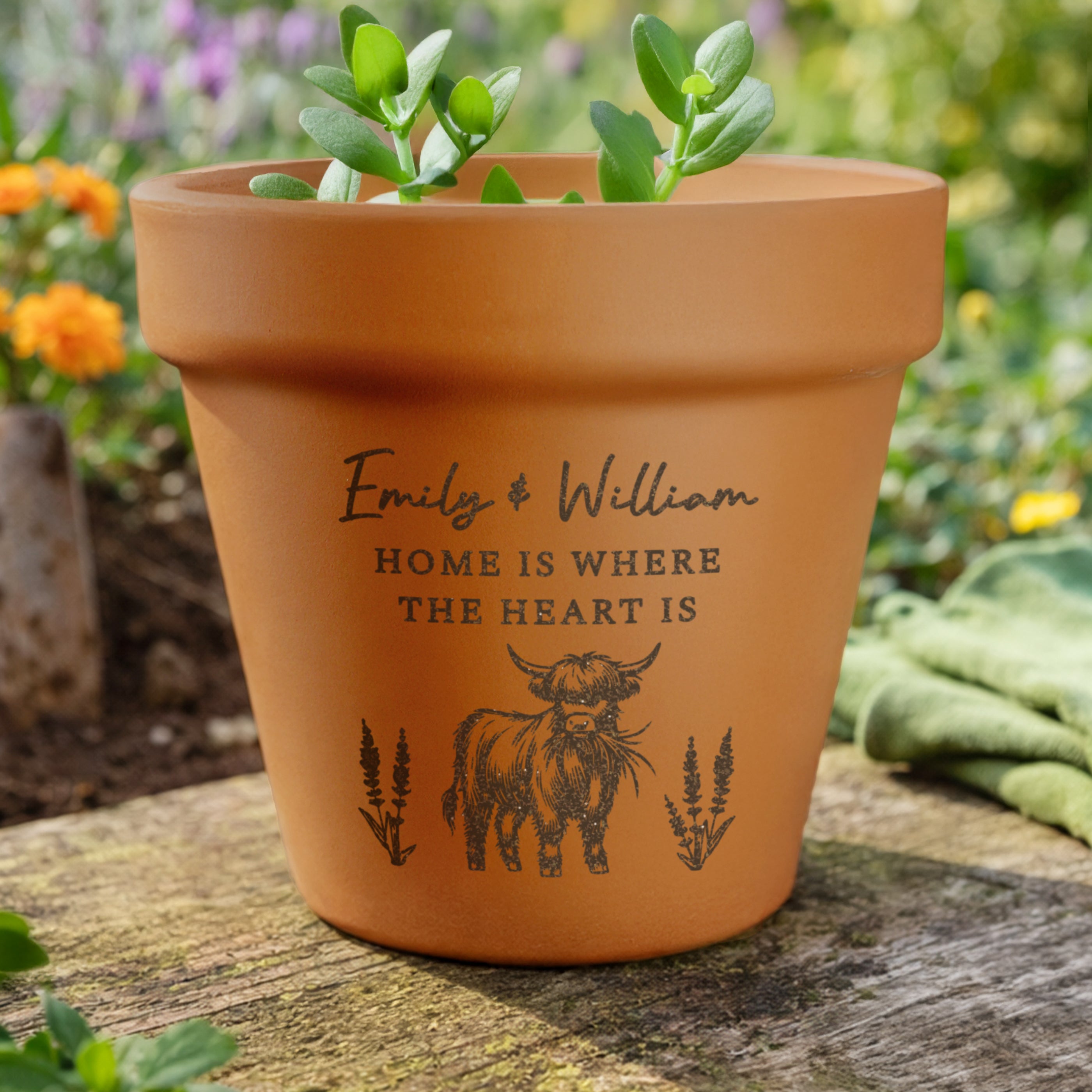 Personalised Highland Cow Terracotta Plant Pot